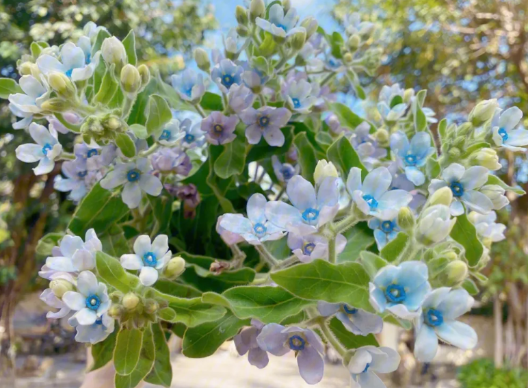 蓝星花可以养几年