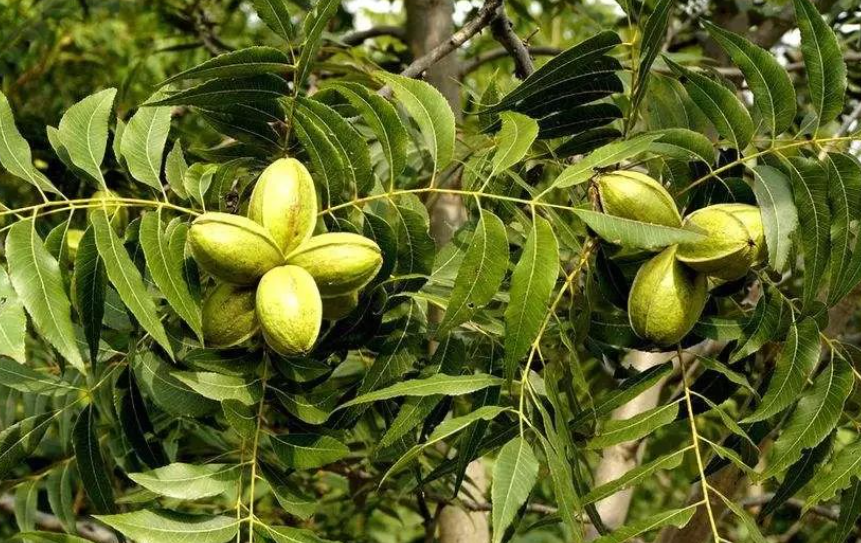 碧根果树几年能挂果及寿命