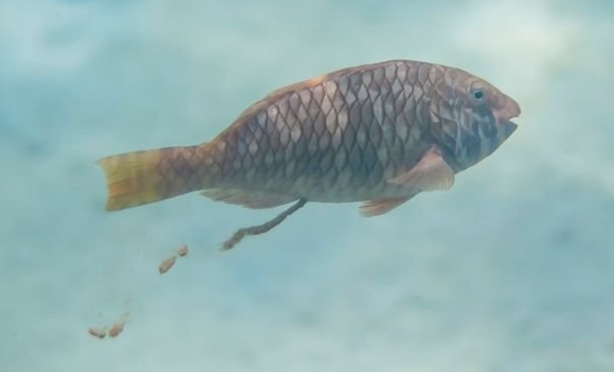 鱼粪对养花有什么好处