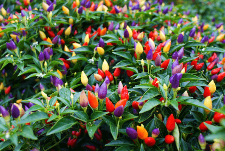 七彩椒花是观赏花吗