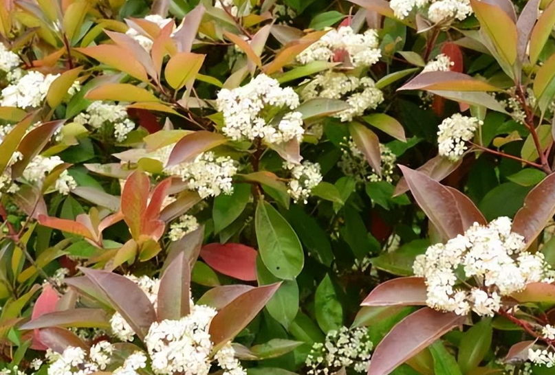 石楠树叶子干枯是什么原因