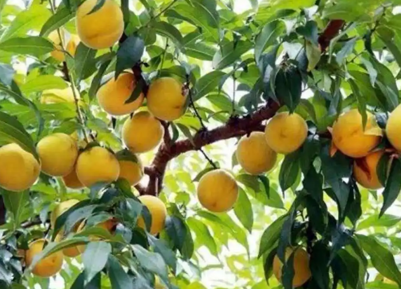 炎陵黄桃树苗价格