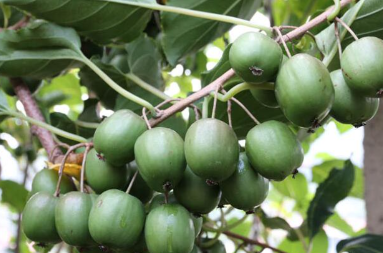 哪种软枣猕猴桃不用授粉树