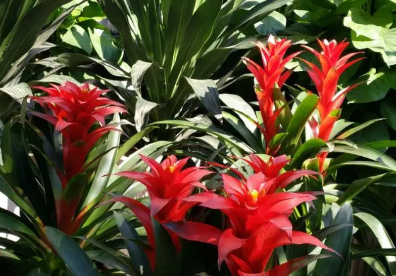 鸿运当头开花后怎么养