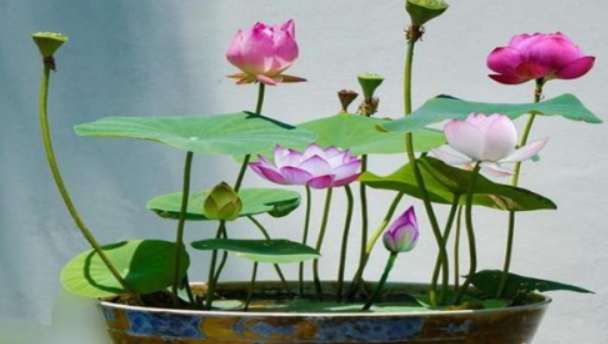 水培莲花竹冬天枯萎了怎么办