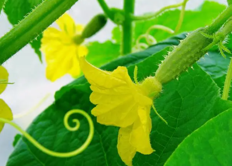 黄瓜种多久才开花结果