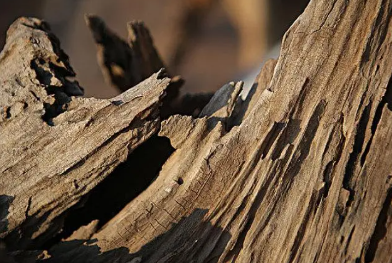 自然腐朽烂的木头可以种花吗