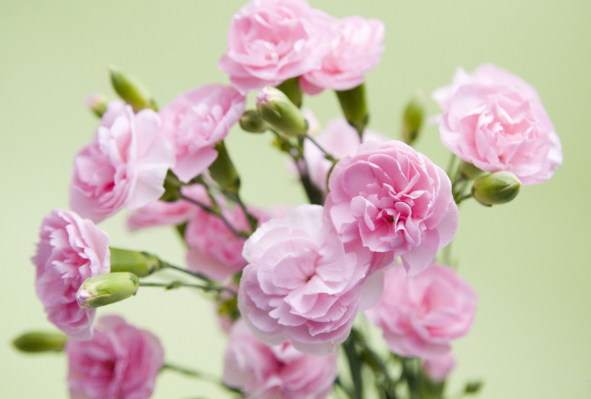 家里可以养康乃馨花吗