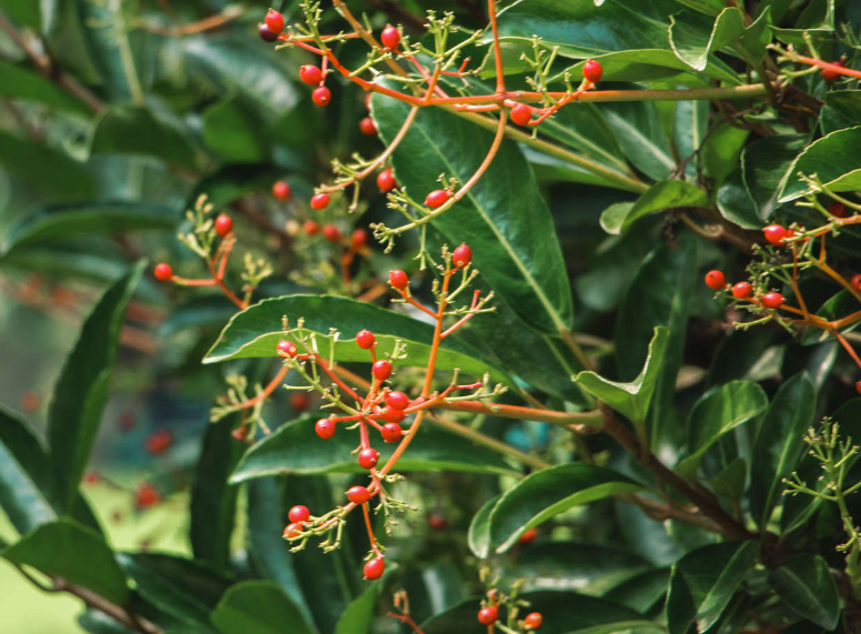 珊瑚树叶子干枯怎么办