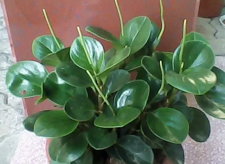 豆瓣绿开花有没有好兆头