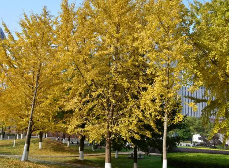 银杏树的特性有哪些
