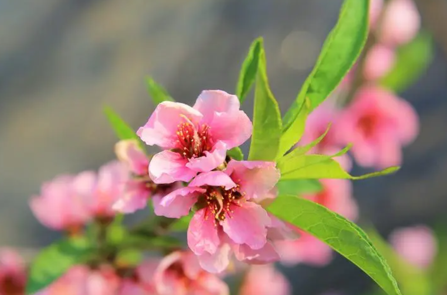 桃树开花不结果怎么办