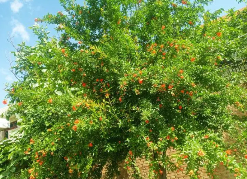 石榴树什么季节种植最好