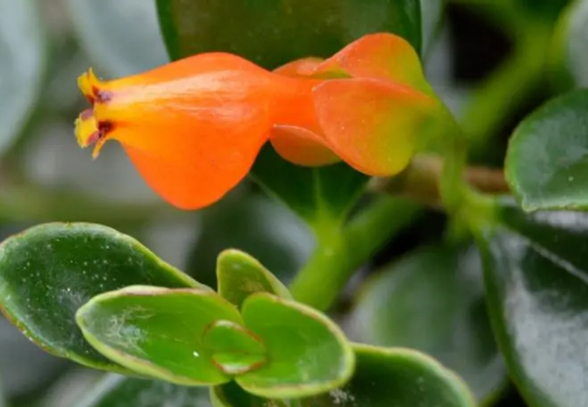 金鱼花需不需要晒太阳