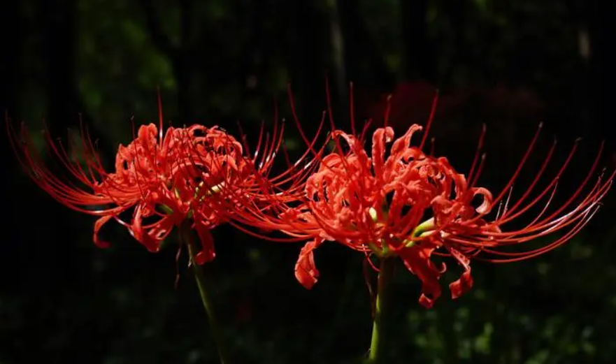 彼岸花可以种在家里吗