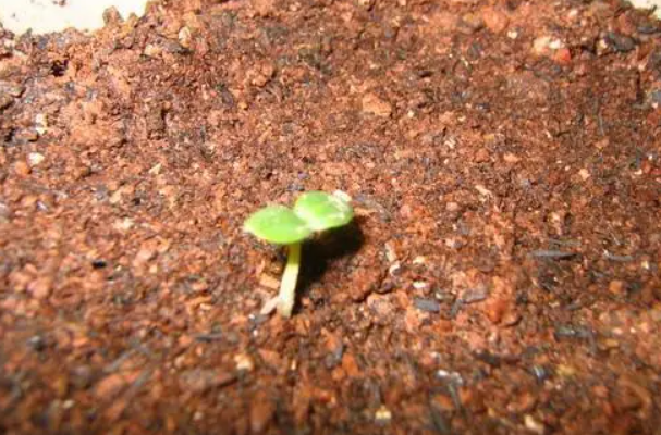 玫瑰花种子的种植方法和注意事项