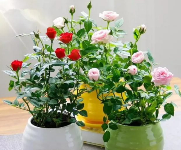 盆栽小玫瑰花怎么修剪