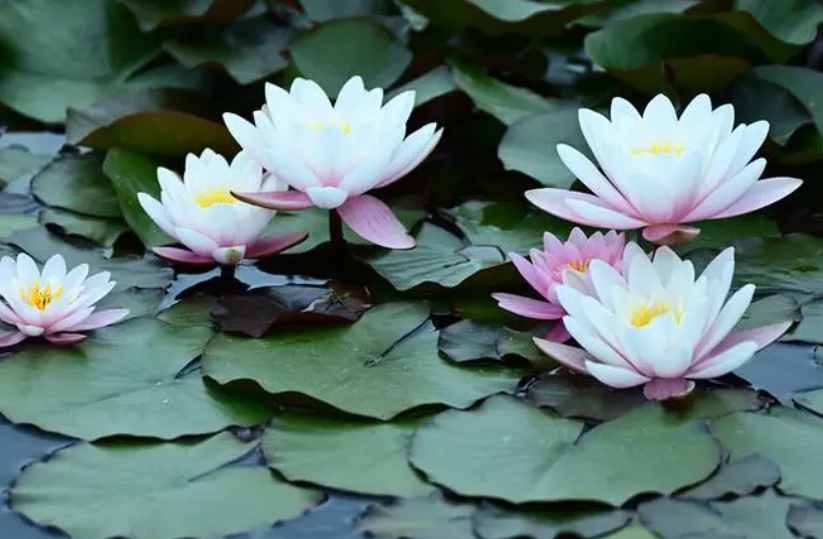 睡莲为什么不会开花