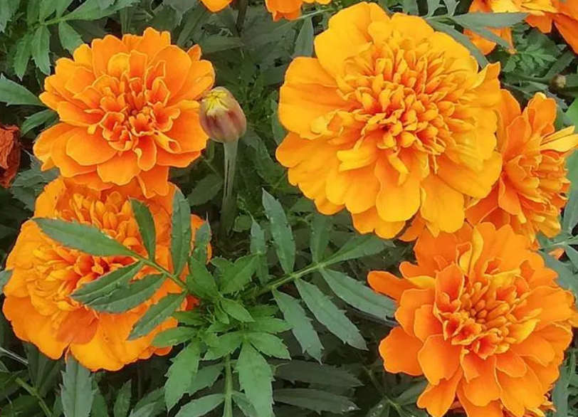 南非万寿菊四季开花吗