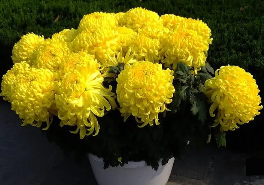 盆栽菊花土壤的配方