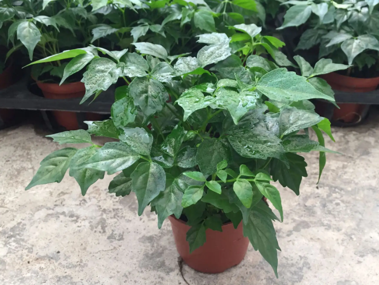 花草富贵叶怎么养