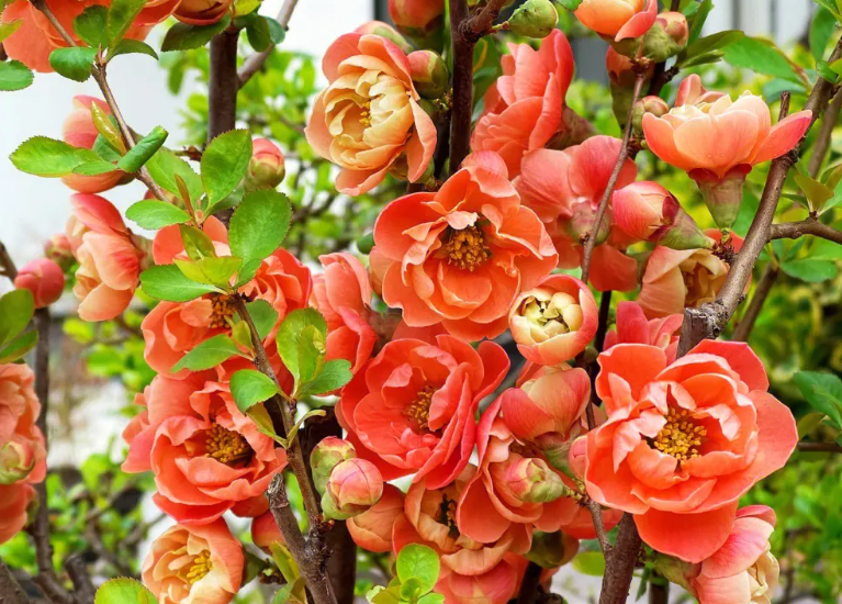 贴梗海棠为什么不开花