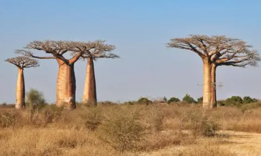 广西能种猴面包树吗