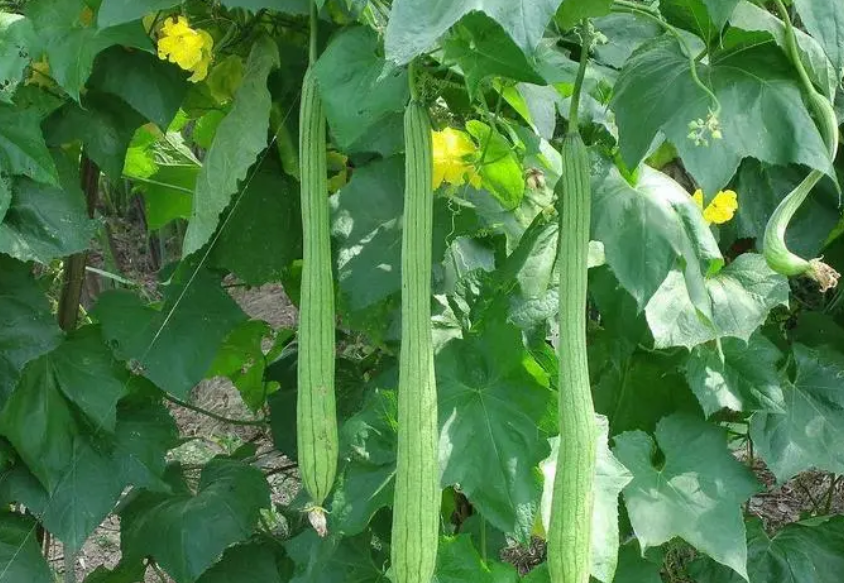 花盆种丝瓜可以结果吗