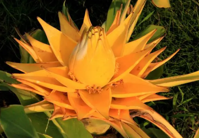 地涌金莲花的养殖方法