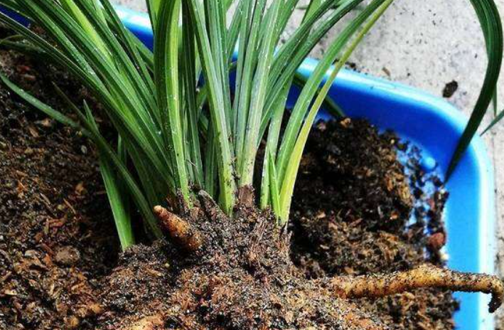 兰花移盆需要注意什么