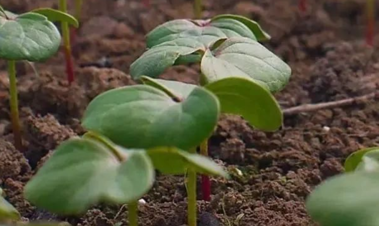 棉花育苗移栽技术要点