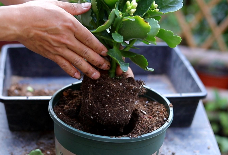 花草什么季节换盆好