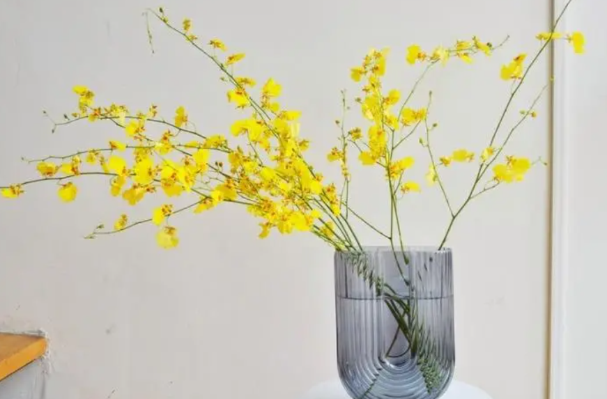 跳舞兰怎么养才能开花