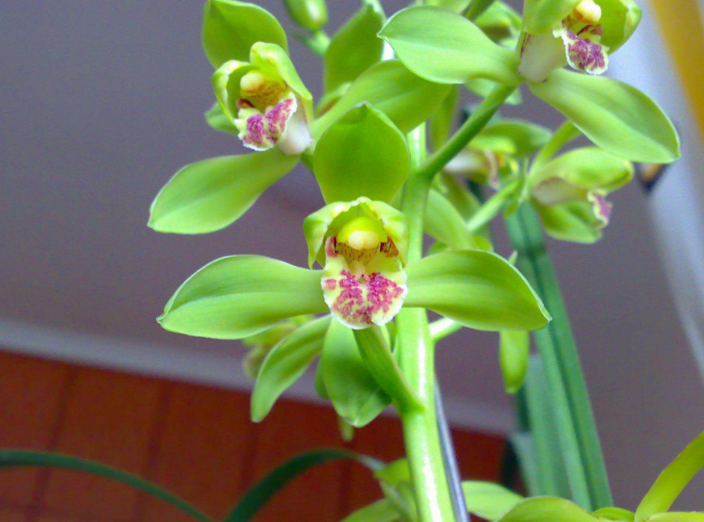 惠兰花冬天怎么养