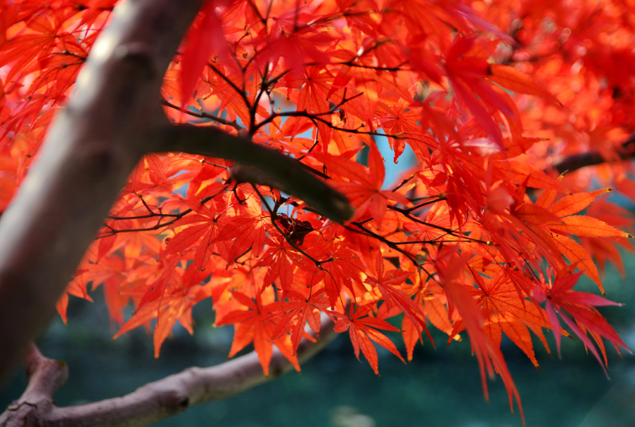 适合在家门口种的树