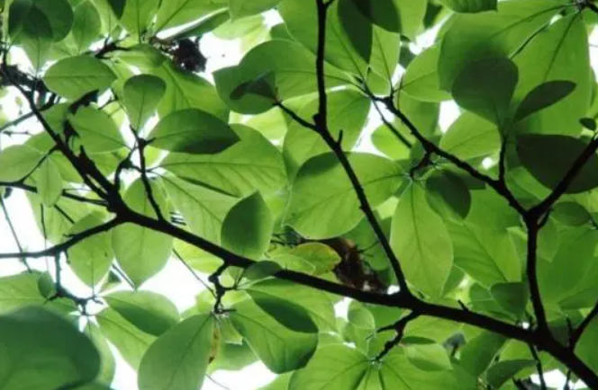 树叶生长的顺序是什么