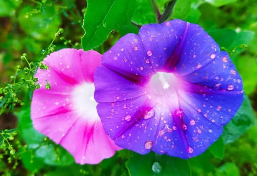 牵牛花从播种到开花需要多长时间