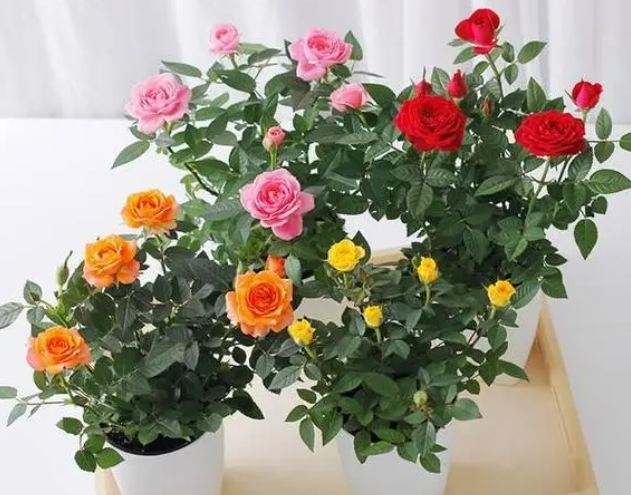 盆栽玫瑰花施肥技巧