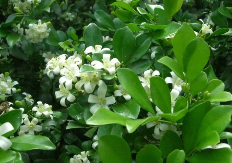 九里香为什么不开花