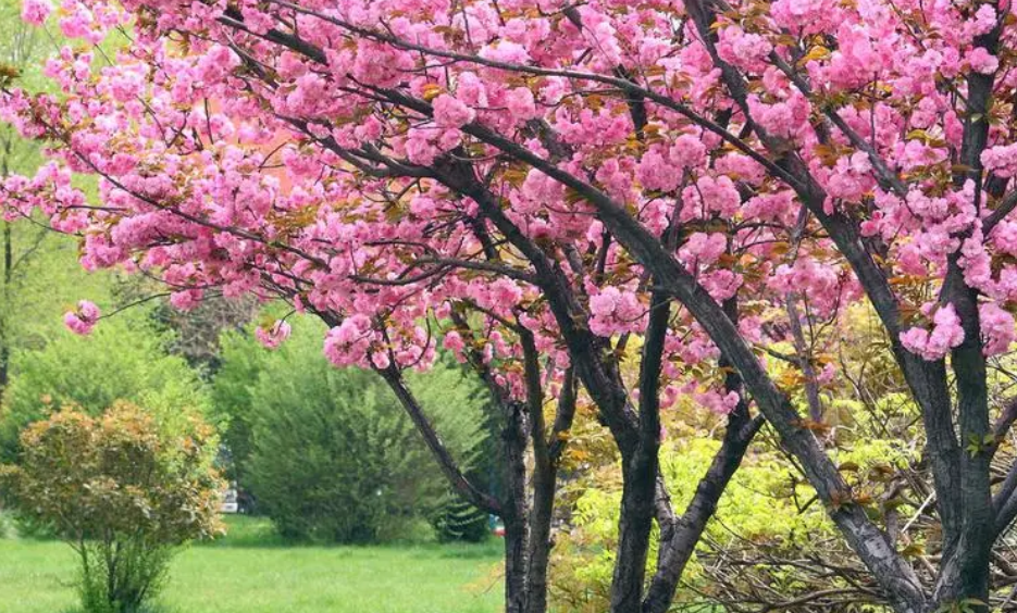 地栽樱花树怎样浇水