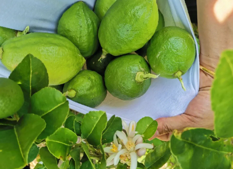 香水柠檬修剪后多久开花