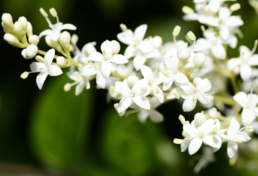 家里可以养夜来香花吗