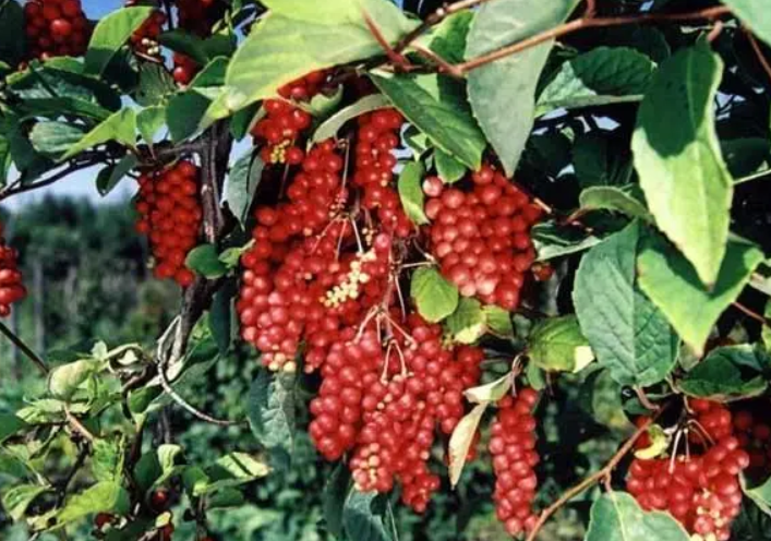 五味子树一般长多高