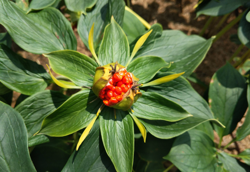 重楼几年可以开花结果