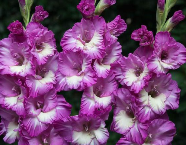 唐菖蒲当年能开花吗