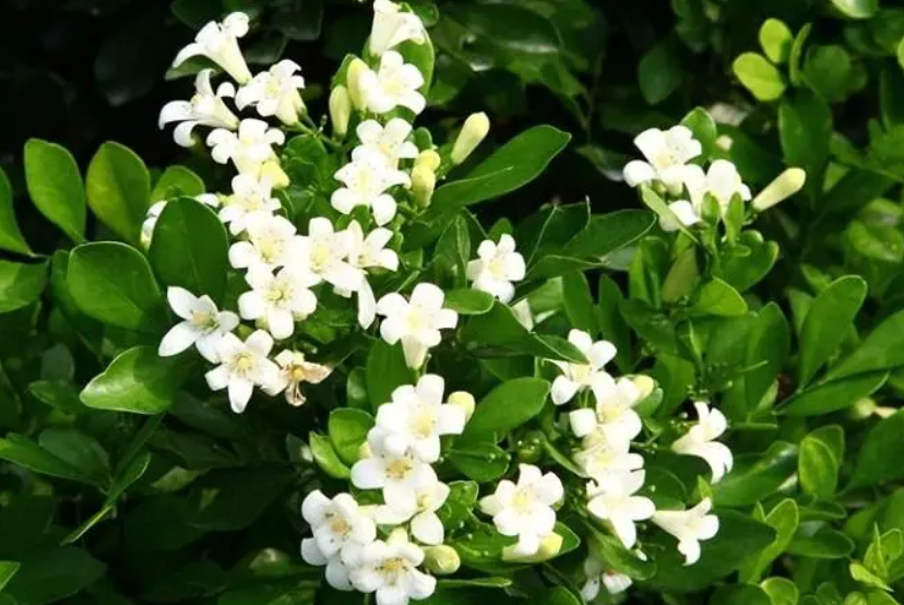 七里香花几月份开花