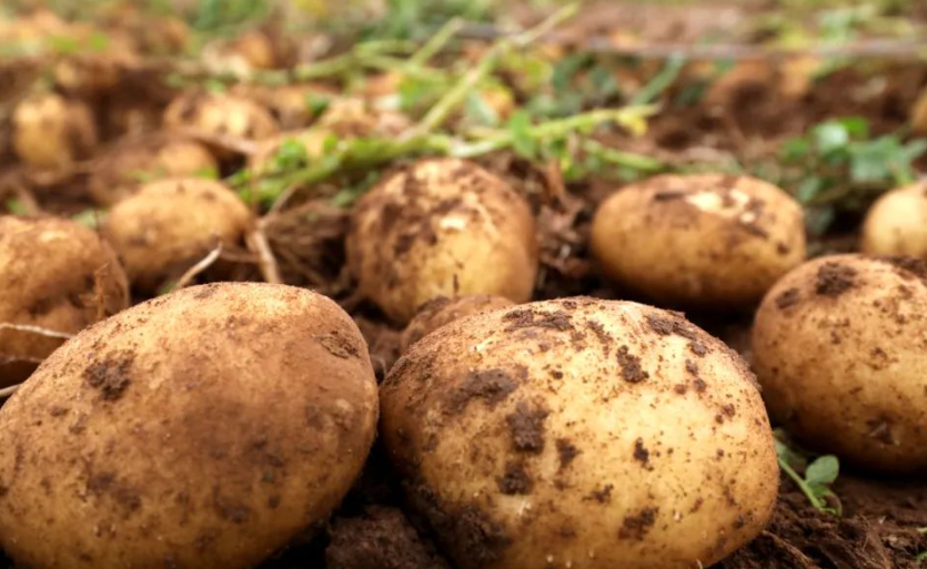 怎样在花盆里种土豆