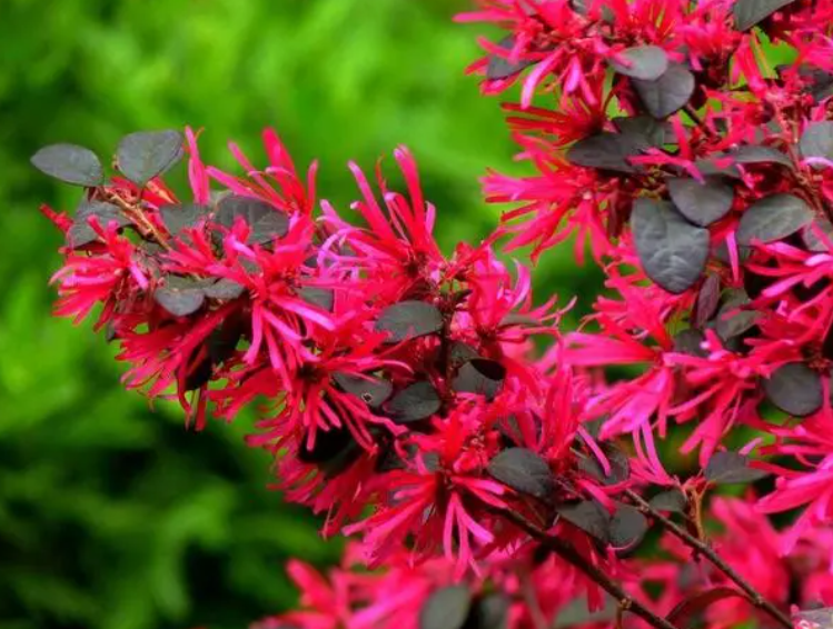 红花继木夏天可以修剪吗