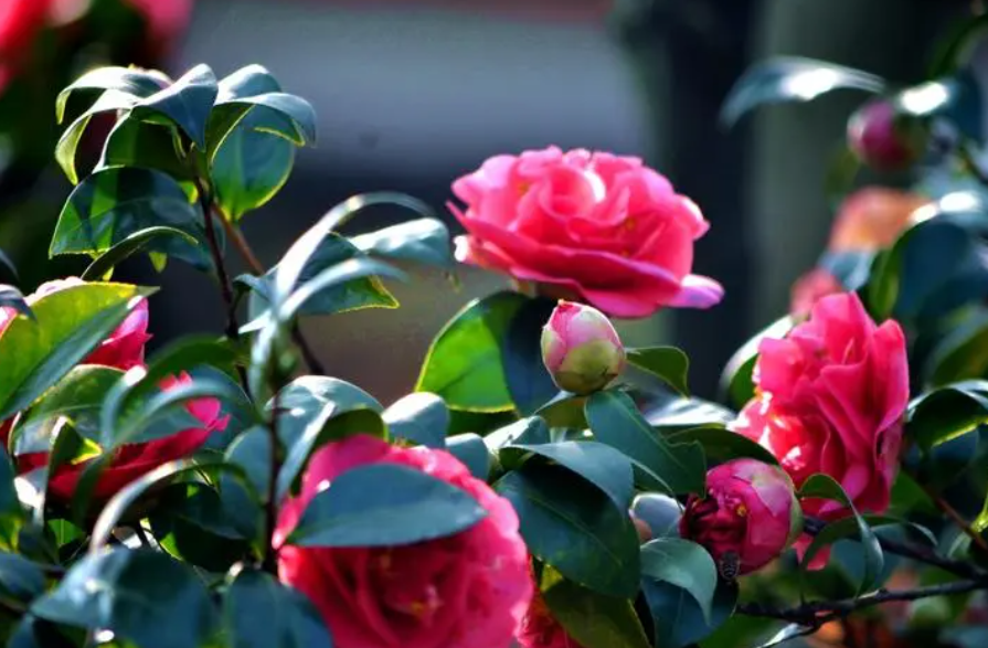 四季茶花为什么不好养