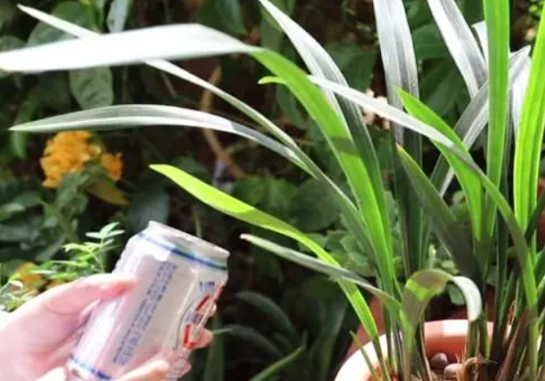 用啤酒浇花兑多少水